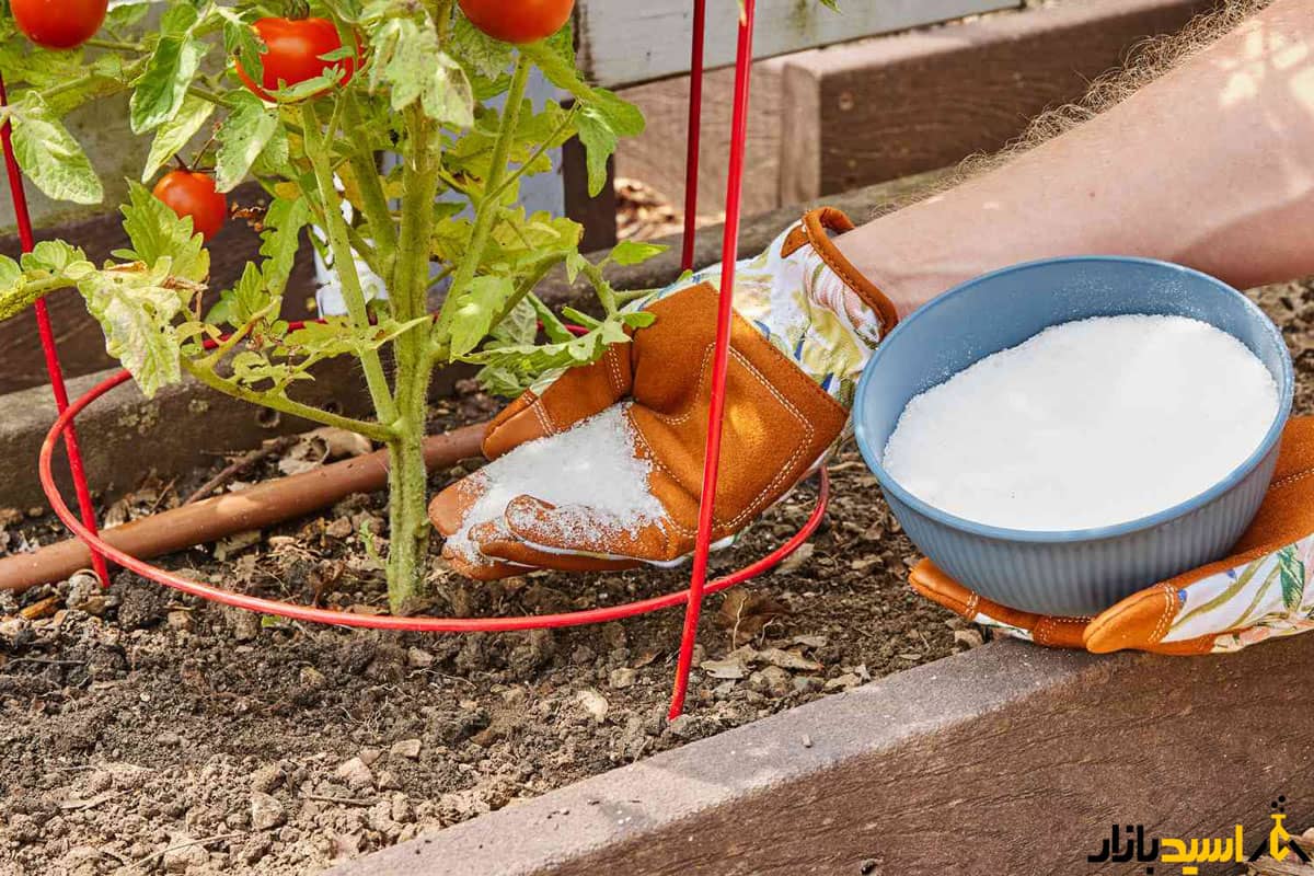 کاربرد سولفات منیزیم در کشاورزی کاربرد سولفات منیزیم در کشاورزی