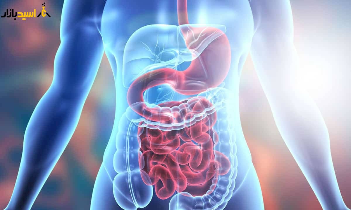 دستگاه گوارش تاثیر کلاژن بر دستگاه گوارش