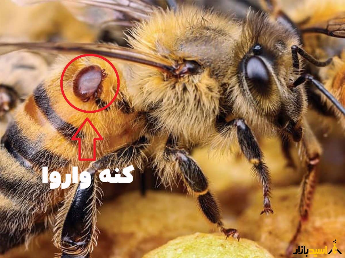 کنه واروا کنه واروا