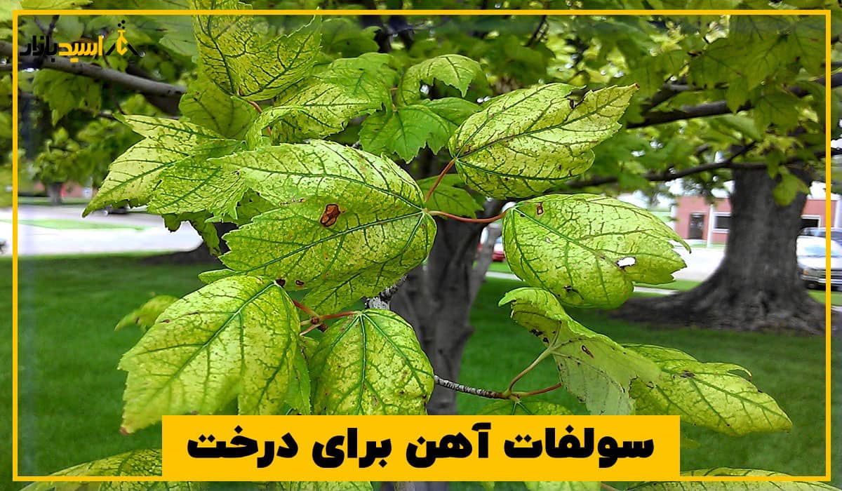 سولفات آهن برای درخت سولفات آهن برای درخت