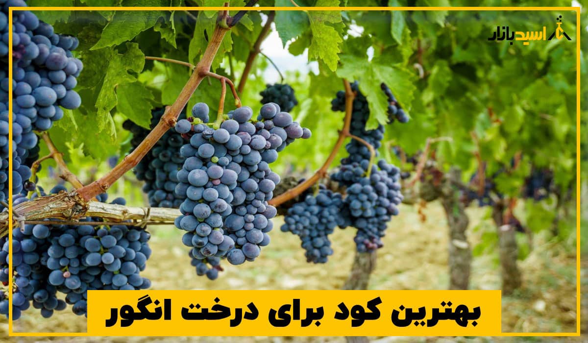 بهترین کود برای درخت انگور