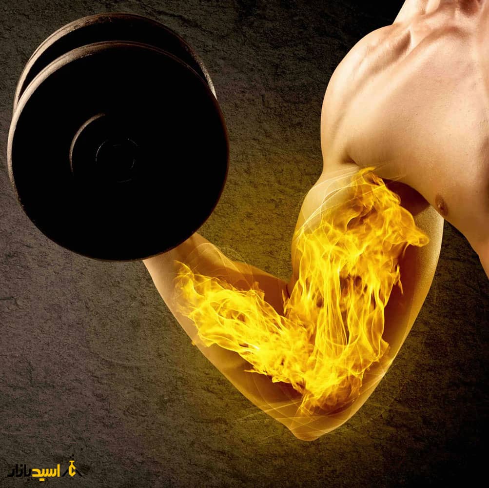 سنتز پروتئین عضله سنتز پروتئین عضله
